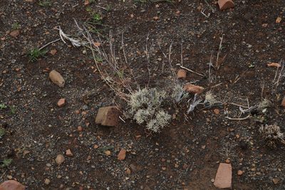 Stipagrostis obtusa, photographed by Tony Rebelo