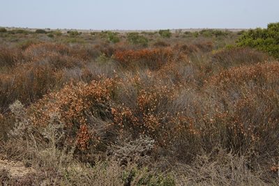 Willdenowia incurvata, photographed by Tony Rebelo