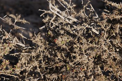 Tetragonia fruticosa, photographed by Tony Rebelo