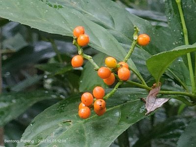 Sarcandra glabra, photographed by Ong Jyh Seng