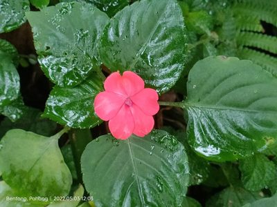 Impatiens walleriana, photographed by Ong Jyh Seng