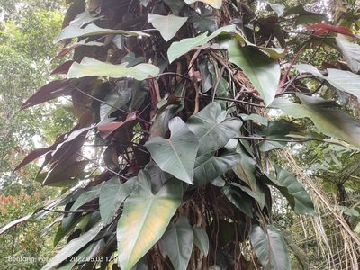 Philodendron erubescens, photographed by Ong Jyh Seng