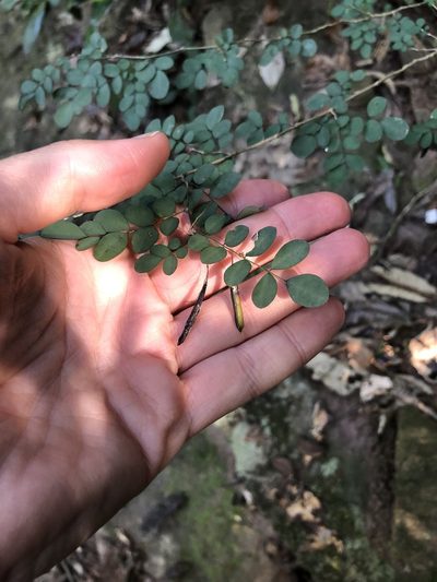 Indigofera sylvicola, photographed by Sunčana Bradley