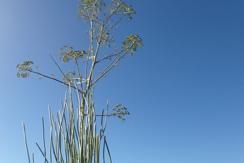 Anginon difforme, photographed by Di Turner