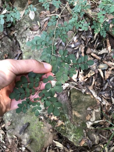 Indigofera sylvicola, photographed by Sunčana Bradley