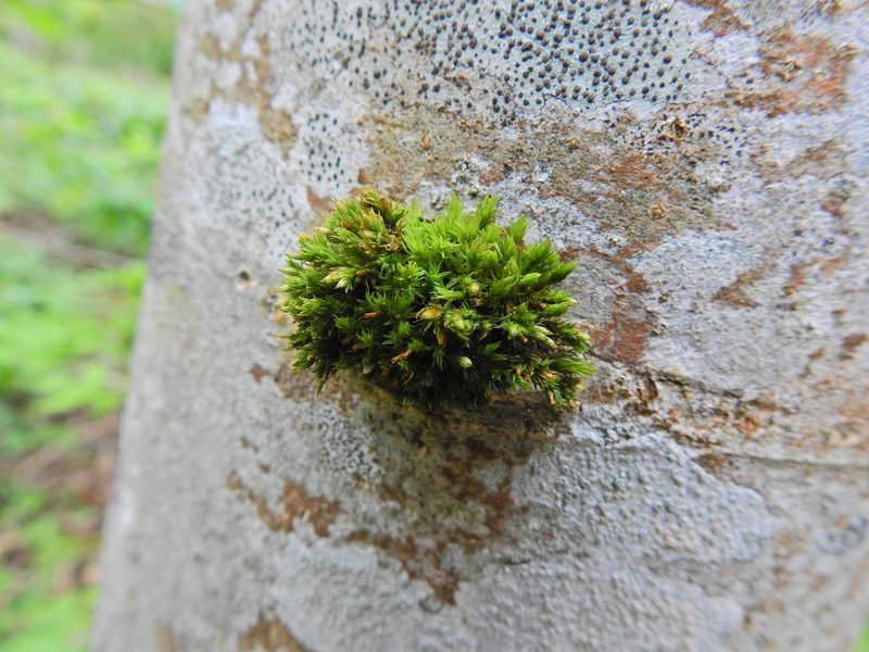 Orthotrichum stramineum, photographed by Susan Marley