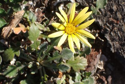 Arctotheca prostrata, photographed by Di Turner