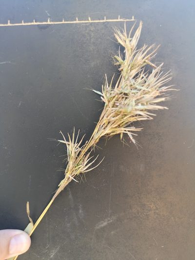 Cymbopogon caesius, photographed by Ricus Nel