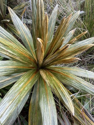 Celmisia coriacea, photographed by Penelope Noel Gillette