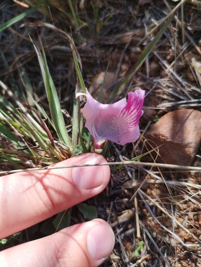 Sesamum senecioides, photographed by Ricus Nel