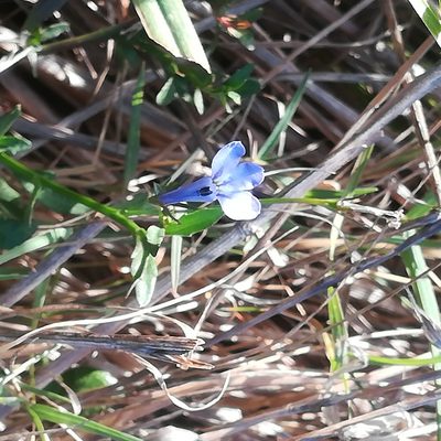 Lobelia erinus, photographed by Dagmar Gleiss
