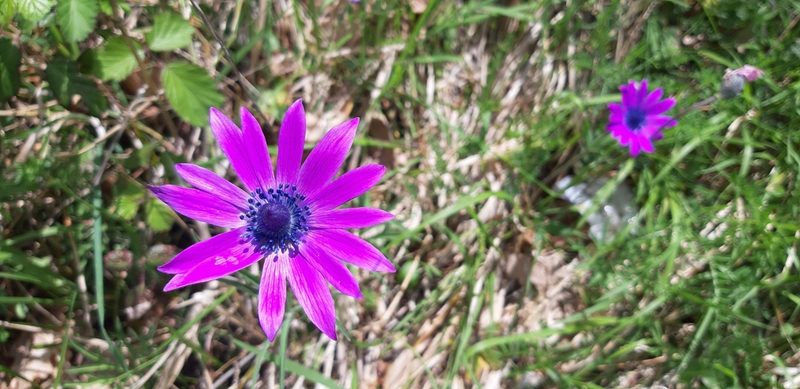 Anemone hortensis, photographed by Leonardo Ancillotto