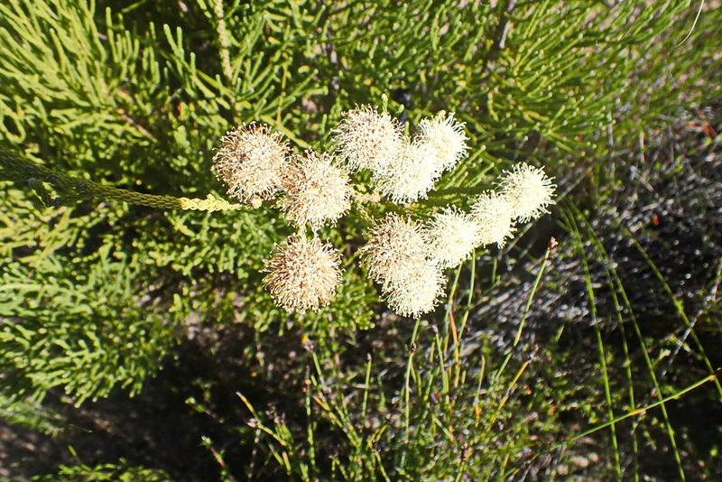 Brunia noduliflora, photographed by Di Turner
