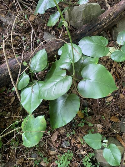 Marsdenia tomentosa, photographed by 岸本年郎