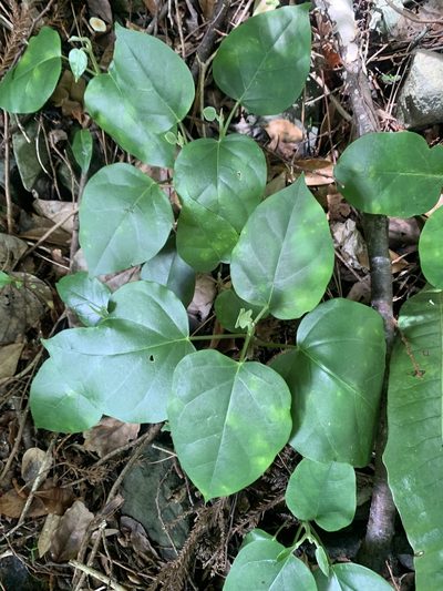 Marsdenia tomentosa, photographed by 岸本年郎