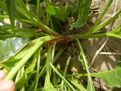 Beta vulgaris, photographed by Jon Mortin