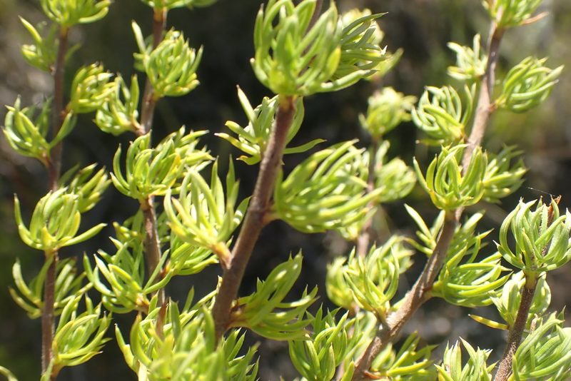Cliffortia arcuata, photographed by Di Turner