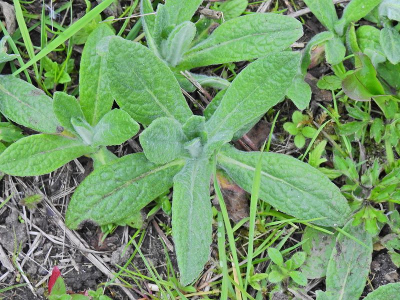 Pulicaria dysenterica, photographed by Susan Marley