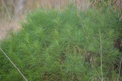 Senecio pampeanus, photographed by Lauu