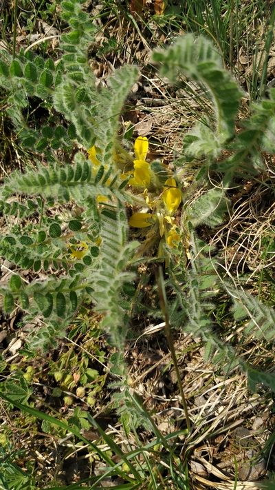 Astragalus exscapus, photographed by Angelika Baumann