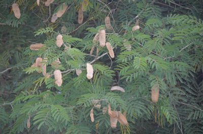 Senegalia bonariensis, photographed by Lauu