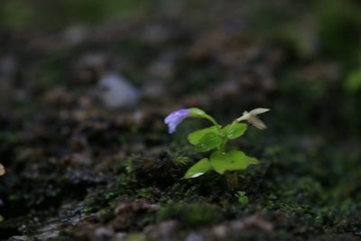 Torenia crustacea, photographed by Hugo Innes