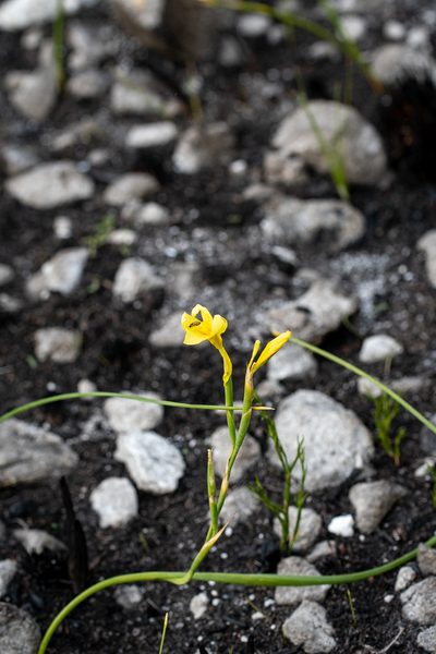 Moraea pyrophila, photographed by magriet b