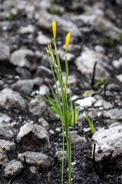 Moraea pyrophila, photographed by magriet b
