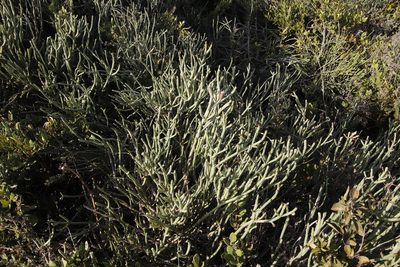 Euphorbia burmanni, photographed by Tony Rebelo