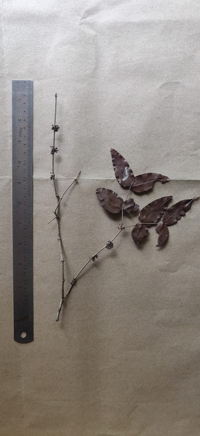 Memecylon randerianum, photographed by T R Shankar Raman