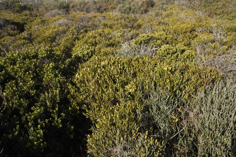 Olea exasperata, photographed by Tony Rebelo