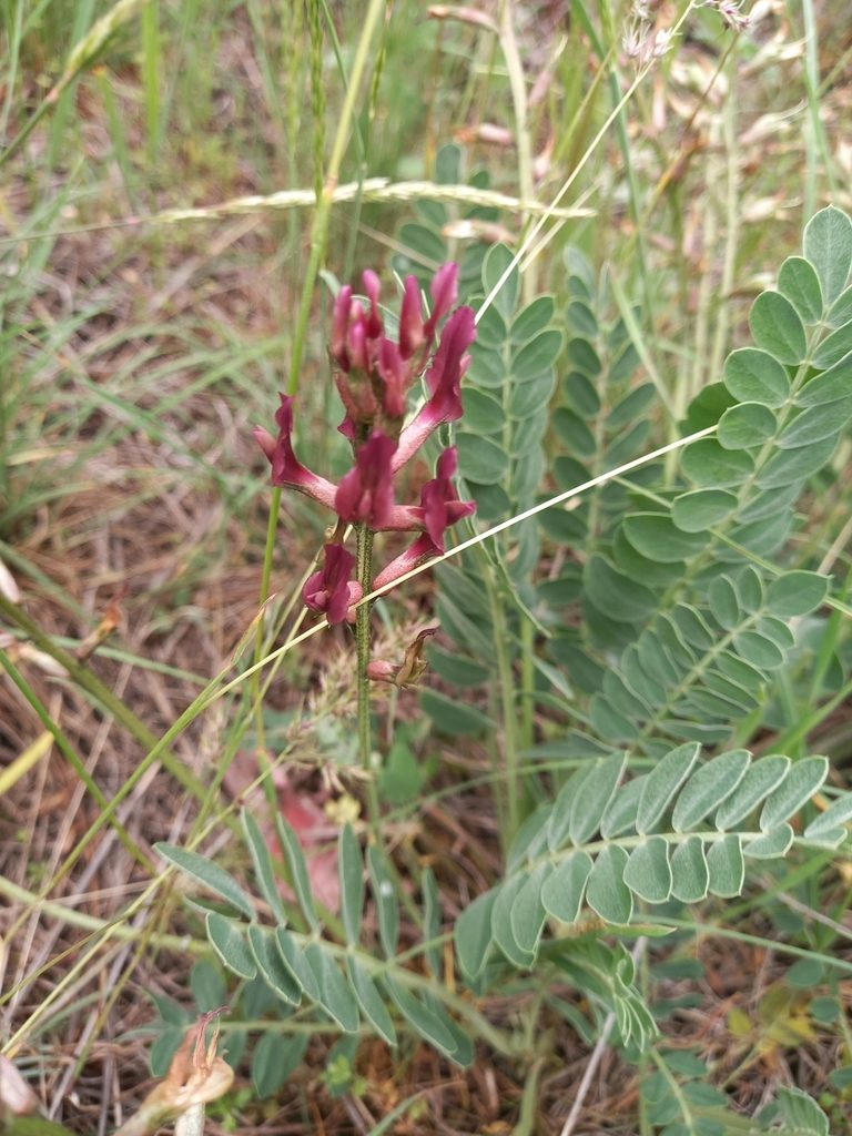 Astragalus brachycarpus, photographed by Гущина Ангелина Викторовна