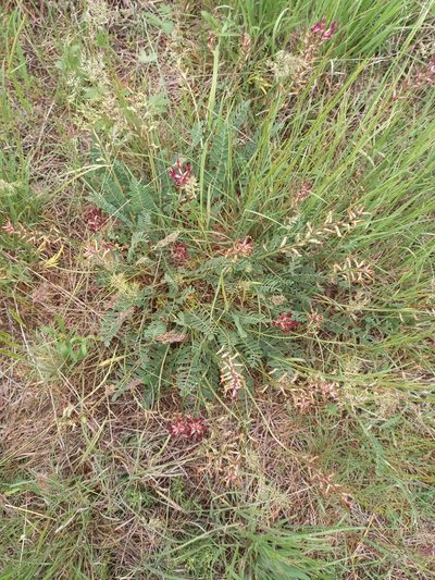 Astragalus brachycarpus, photographed by Гущина Ангелина Викторовна