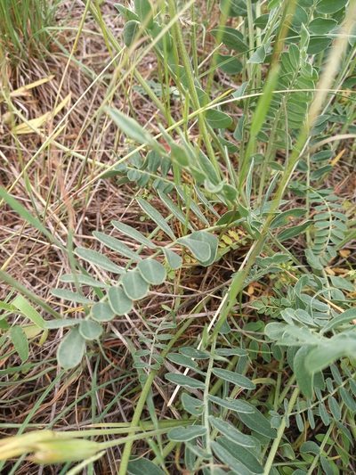 Astragalus brachycarpus, photographed by Гущина Ангелина Викторовна