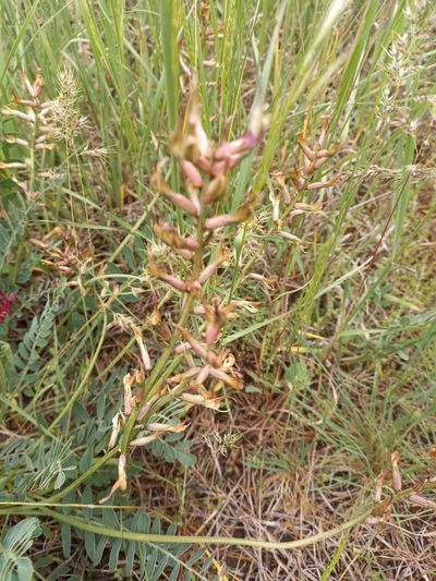 Astragalus brachycarpus, photographed by Гущина Ангелина Викторовна