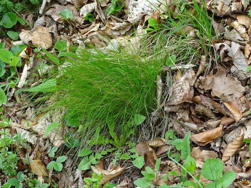 Festuca heterophylla, photographed by Christian Berg