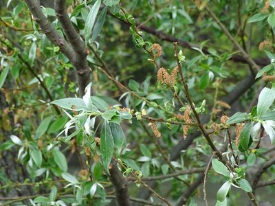 Salix alba, photographed by Christian Berg