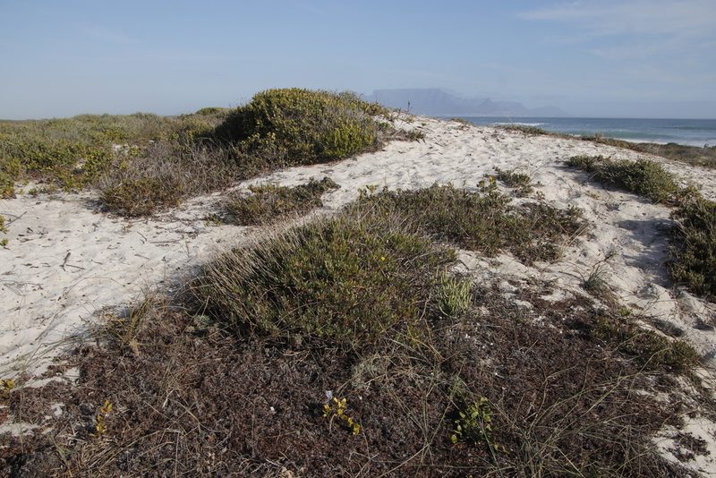 Othonna coronopifolia, photographed by Tony Rebelo