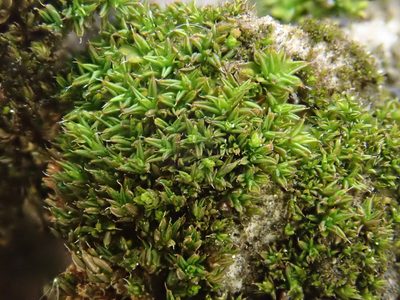 Syntrichia papillosa, photographed by Christian Berg