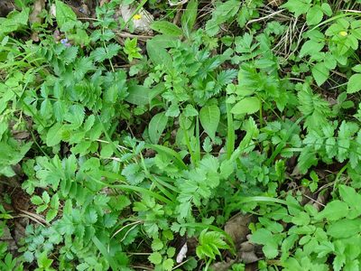 Pimpinella major, photographed by Christian Berg