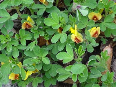Chamaecytisus hirsutus, photographed by Christian Berg