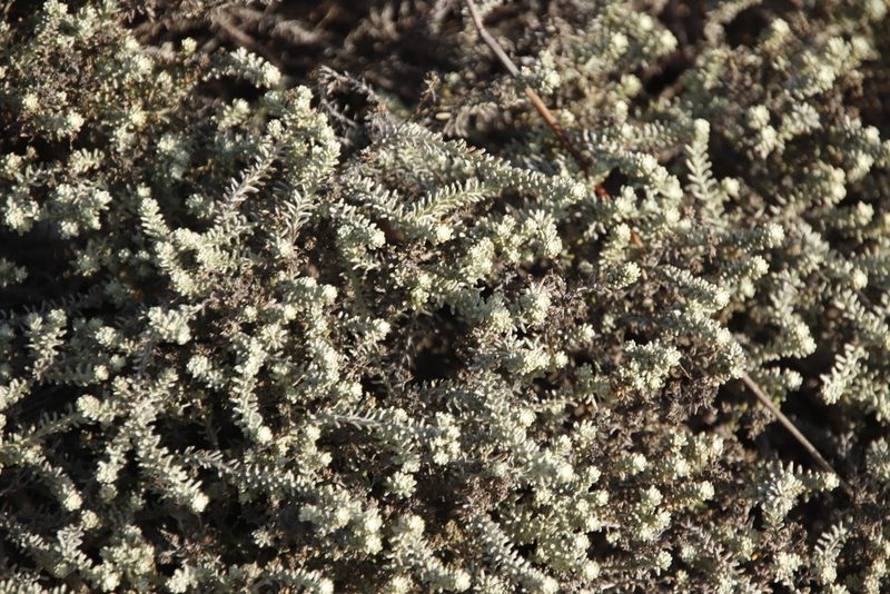 Helichrysum niveum, photographed by Tony Rebelo