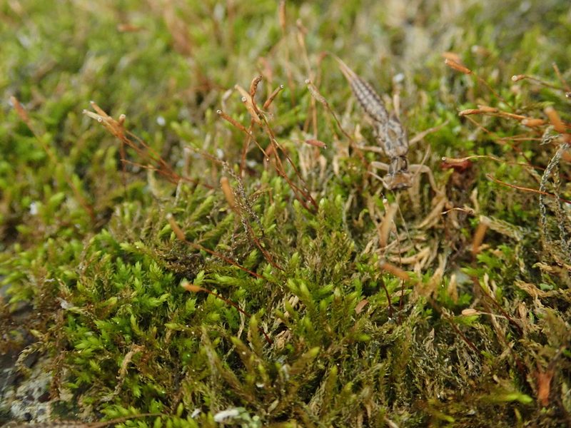 Leskea polycarpa, photographed by Christian Berg