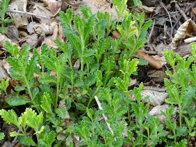 Teucrium chamaedrys, photographed by Christian Berg