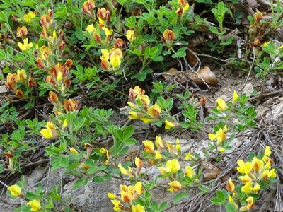 Chamaecytisus hirsutus, photographed by Christian Berg