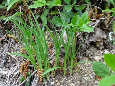 Anthericum ramosum, photographed by Christian Berg