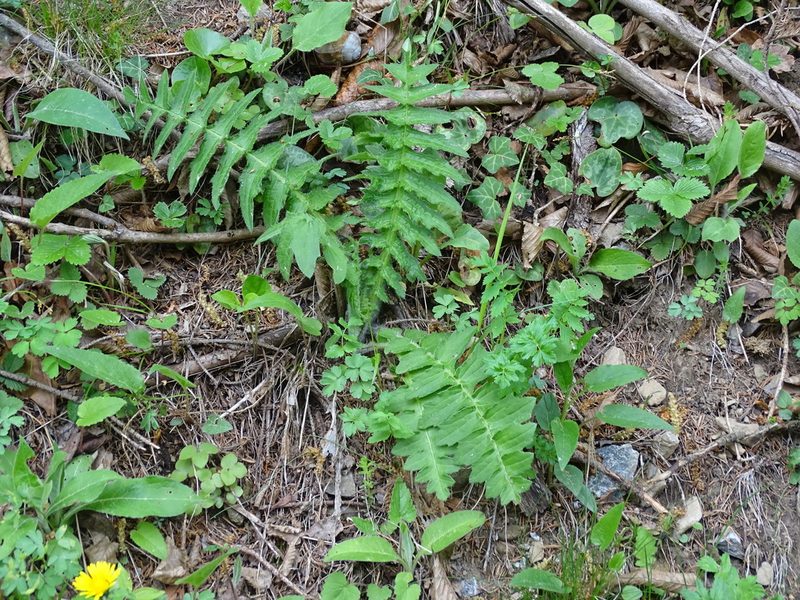Cirsium erisithales, photographed by Christian Berg