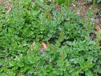 Blitum bonus-henricus, photographed by Christian Berg