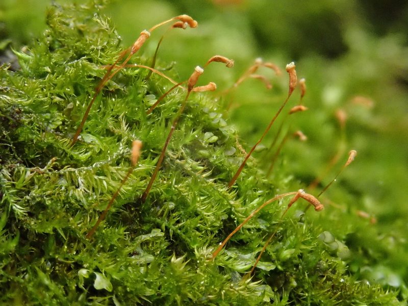 Homomallium incurvatum, photographed by Christian Berg