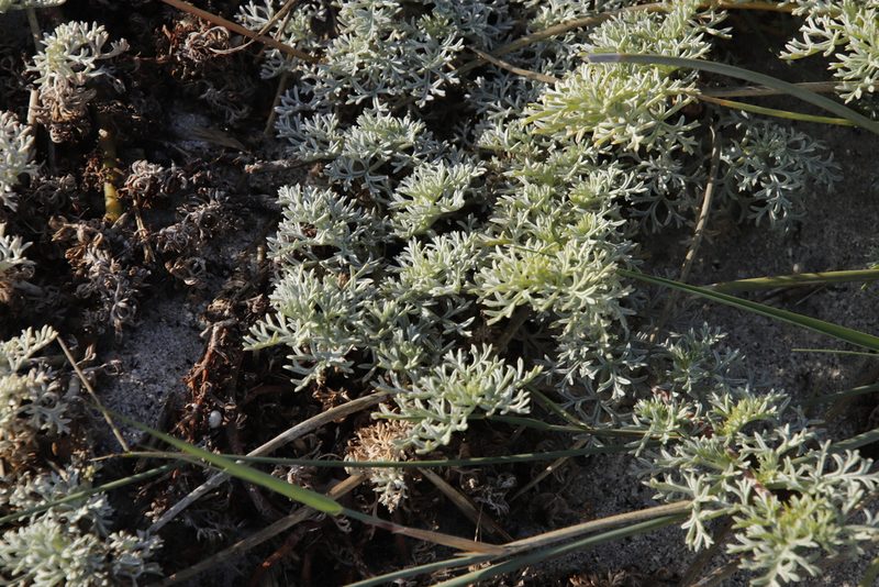 Grielum grandiflorum, photographed by Tony Rebelo